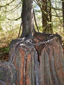 Live tree interweaving with dead stump